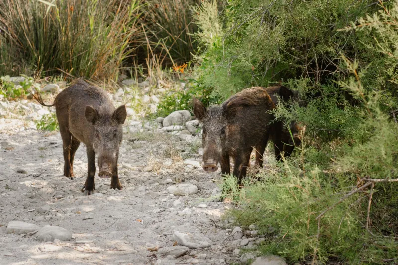 Cuando el animal manda: esos segundos en los que perdemos el control y nos encontramos